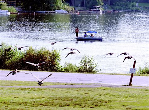 Coventry's Patriots Park overrun by unwanted geese