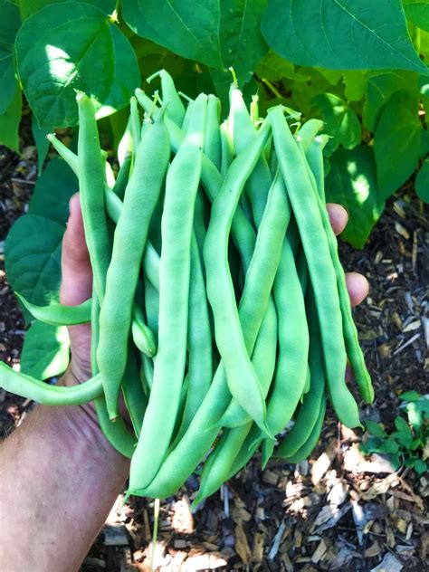 How to Freeze Green Beans - The Daring Gourmet