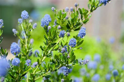 How to Grow and Care for California Lilacs