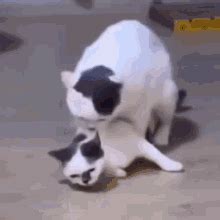 Cats Cattitude GIF - Cats Cat Cattitude - Discover & Share GIFs