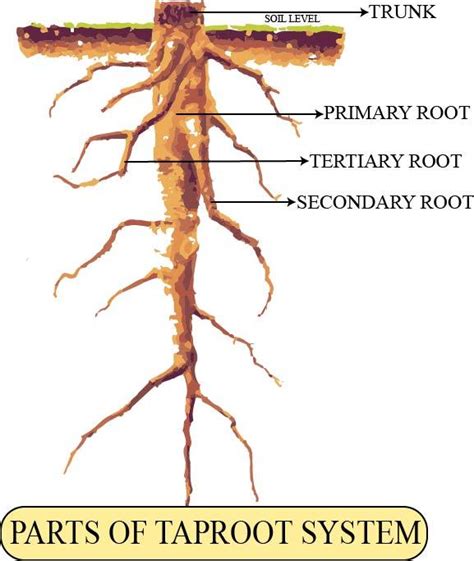 Primary Root System