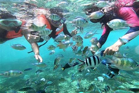 MANTANANI ISLAND SNORKELING – Tripcarte.Asia