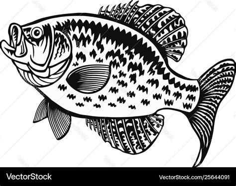 White crappie fish - freshwater sport fish Vector Image