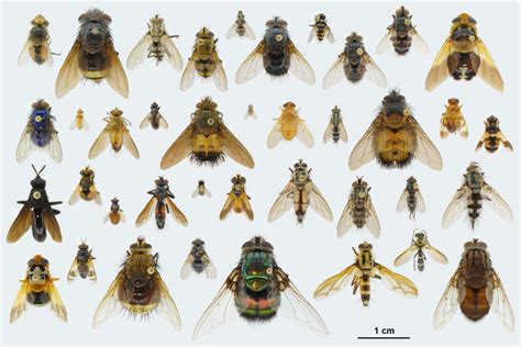 Trichopterology: Trichoptera to Tachinidae