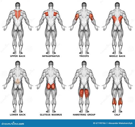 Muscle Exercise: Muscle Exercise Groups