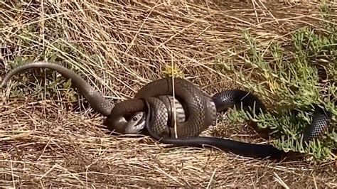 Video: Brown snake devours red belly black snake in Adelaide park | Herald Sun