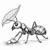 Ant Carrying Leaf coloring Page Lulu Pages sketch template