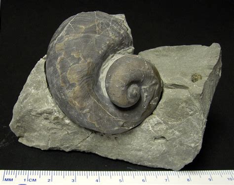 Pictures Of Snail Fossils - Shemale Fingering