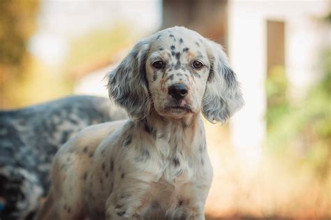 Hunting Dog Profile: The Regal, Elegant English Setter | GearJunkie