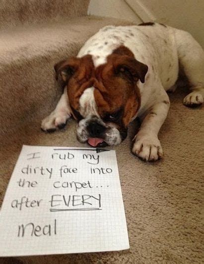 Pin on Dog shaming