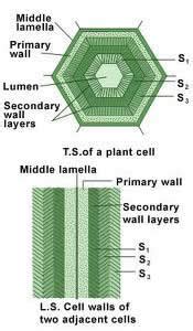 Plant Life: Cell Wall