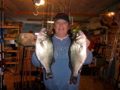 WWW.CaptainHowards.Com » Blog Archive » Perch Fishing Mullica River 2014