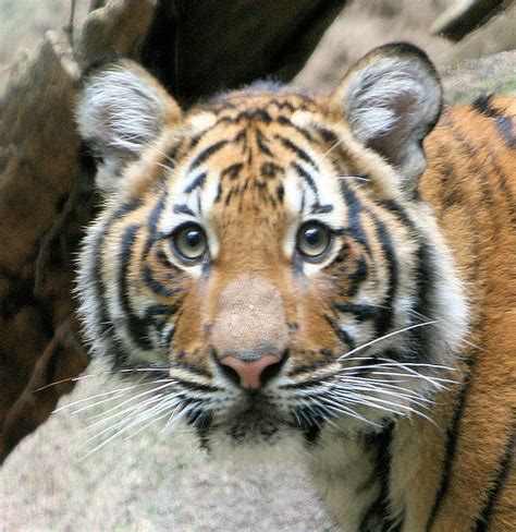 Flickriver: Photoset 'Malayan tiger cubs Seri, Jina and Menderu' by kjdrill