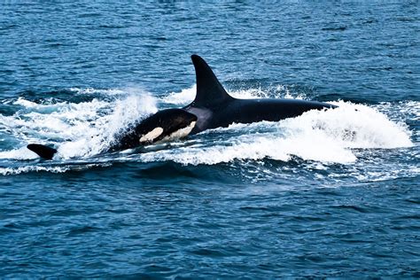 Orca Killer Whale Pod | Hot Sex Picture