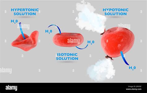 Cell osmosis, cell in isotonic solution, cell in hypertonic solution ...