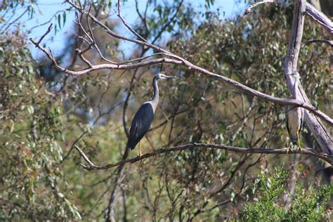 White-faced heron x White-necked heron hybrid | Taken at Bir… | Flickr