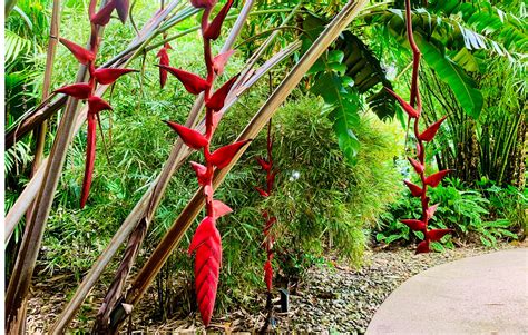 Cairns Botanic Gardens: Tropical Paradise in Australia's North