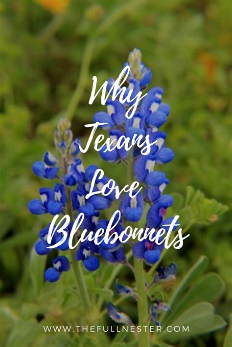 Bluebonnet Quotes - ShortQuotes.cc