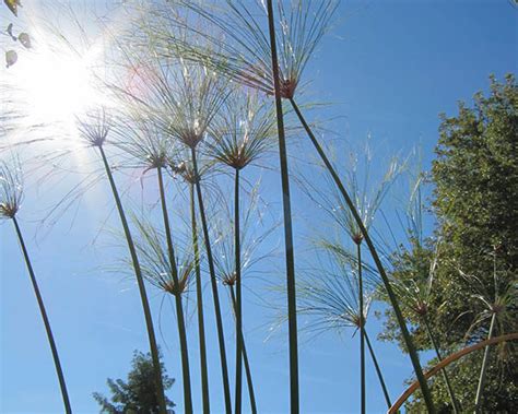 Egyptian papyrus grass, paper reed - Vinland Valley Nursery