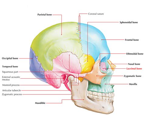 Lacrimal Bone – Earth's Lab