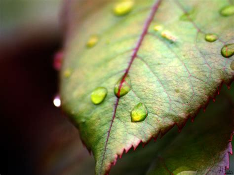 Free photo: Beautiful natural flower - Beautiful, Detail, Droplets ...