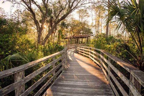 Audubon Corkscrew Swamp Sanctuary in Naples | Must Do Visitor Guides