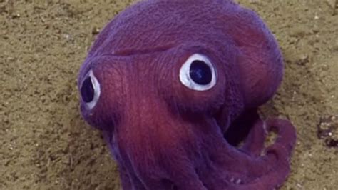 Who Wants A Googly Eyed Purple Squid? - Pirate's Cove » Pirate's Cove