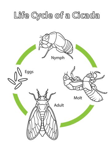 Life Cycle of a Cicada coloring page from Cicada category. Select from ...