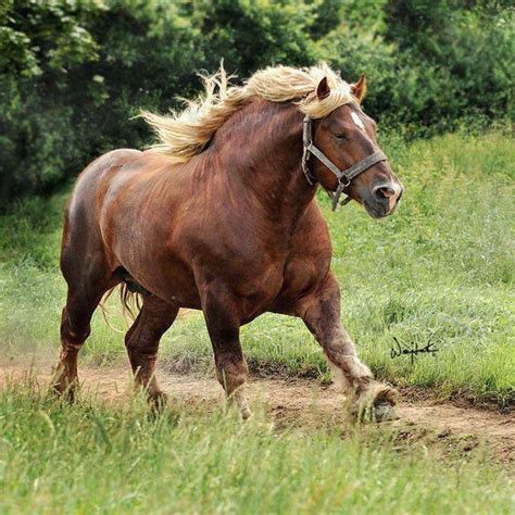 Jutland Horse Info, Origin, History, Pictures