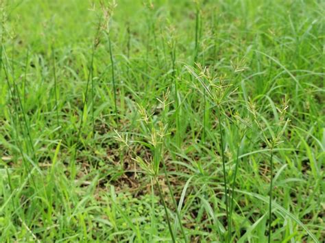 Nutsedge: Grass-Like Weed — Inch's Natural Lawn Care