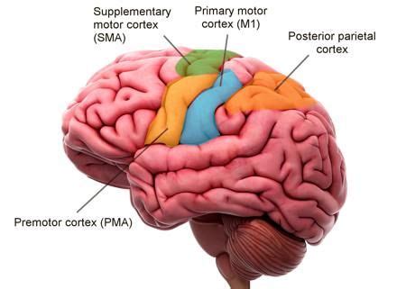 Human brain diagram | Motor cortex, Human brain diagram, Premotor cortex