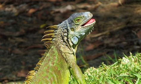 Could Florida Iguana Hunting be Your Next Big Adventurous Experience?