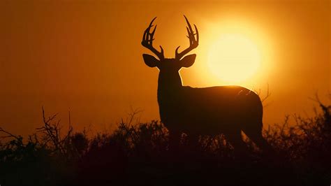 Deep in the Heart: A Texas Wildlife Story (2022) - Backdrops — The ...