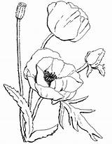 Printable Poppy Coloring Pages PDF  Coloringfoldercom sketch template