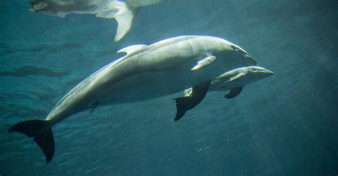 Baby Pacific White-Sided Dolphin Born At Shedd Aquarium - CBS Chicago