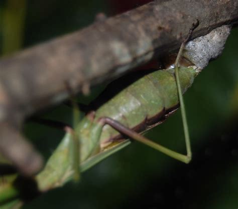 Praying Mantis laying eggs | Flickr - Photo Sharing!