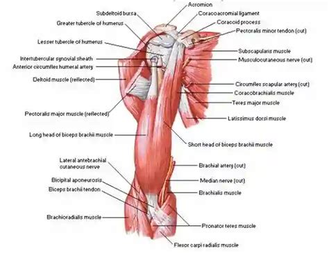 Biceps Brachii Muscle: Origin, Insertion, Function, Action and Test - Jotscroll