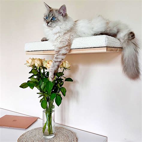 Soft Cat Wall Shelf, Cat Bed, Minimalistic Pet Furniture - Etsy