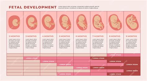 Fetal Development