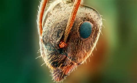 Do Ants Have Eyes? | Pestclue