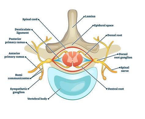 Dorsal Root Ganglion Stimulation - Kenner, LA & Metairie, LA: Louisiana ...