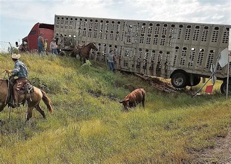 3 hurt, 7 cattle die in Kansas livestock truck crash