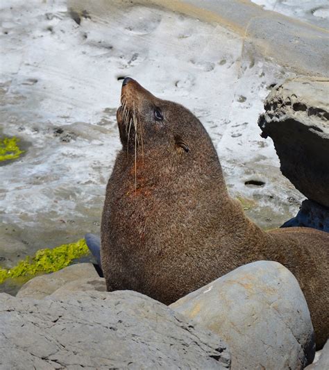 new zealand fur seal,kekeno | new zealand fur seal,kekeno, P… | Flickr