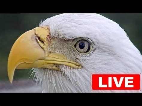 Southwest Florida Eagle Cam - YouTube