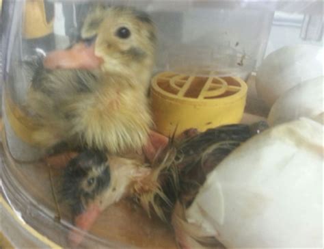 Buy Ancona Duck Hatching Eggs: Rare Breed.