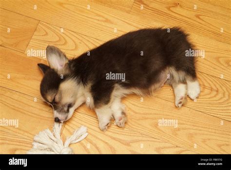 Corgi Puppies Sleeping