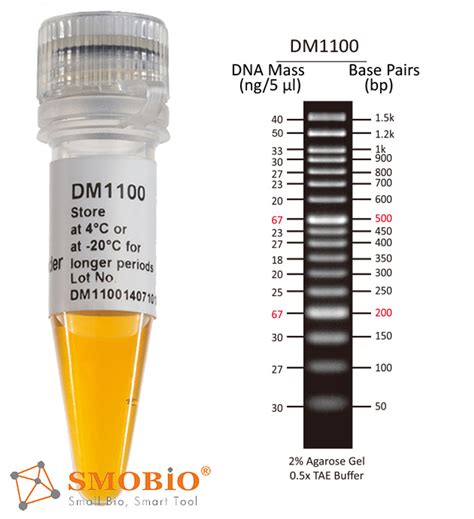 ExcelBand 50 bp DNA Ladder 500 μl - Lab Supplies - Stellar Scientific