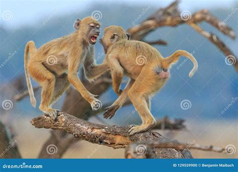 Two Monkeys Fighting In The Sand Royalty-Free Stock Photo ...