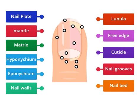 Nail Structure - Labelled diagram