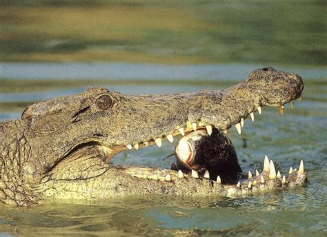 Nile Crocodile | The Biggest Animals Kingdom